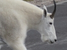 PICTURES/Mount Evans and The Highest Paved Road in N.A - Denver CO/t_Goat2.jpg